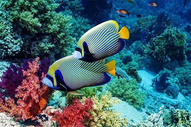Tour Gate of Heaven at Lempuyang Temple - Blue Lagoon Snorkeling with lunch - Best fit: who should book this combo tour?