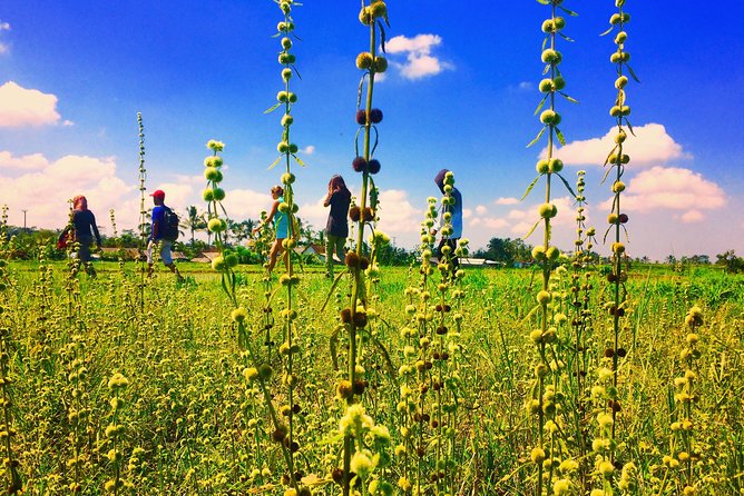 Trekking and Sightseeing tour with lunch - Lunch with rice paddy views: where the day slows down