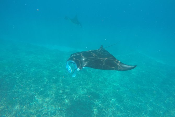 Try Diving in Manta Point - Nusa Penida - Key Points Before You Go