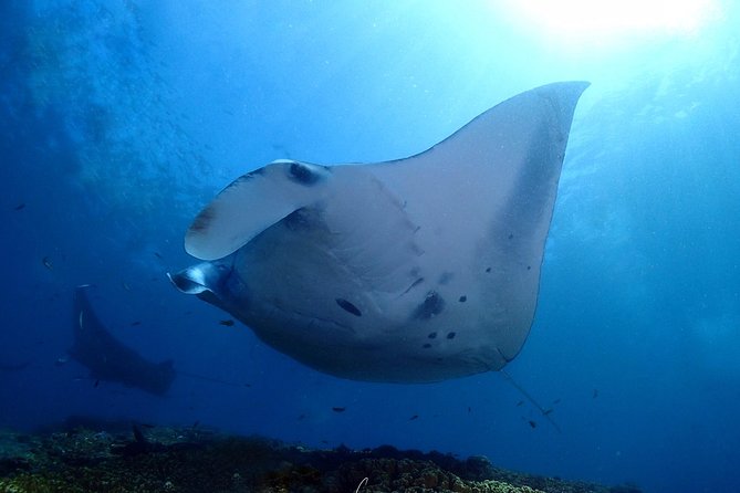 Try Diving in Manta Point - Nusa Penida - The Day Plan from Sanur: Timing, Pickup, and How the Flow Works