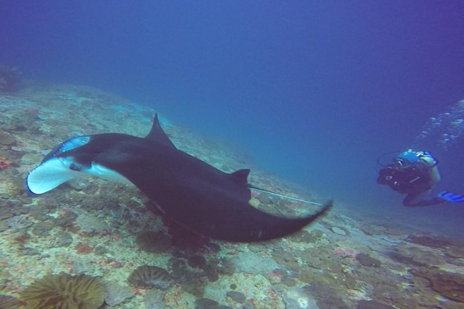 Try Diving in Manta Point - Nusa Penida - Nusa Penida’s Big Three Sites: Manta Point, Crystal Bay, and a North Drift Session