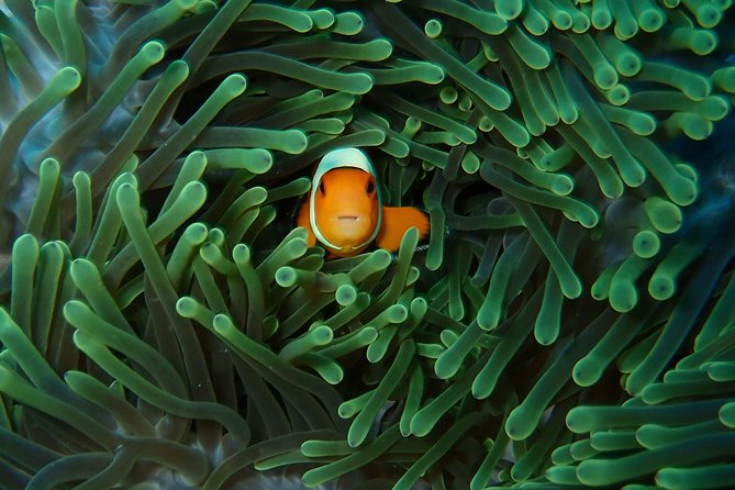 Try Diving in Nusa Lembongan - Penida. For beginners (with 2 ocean dives) - Why Nusa Lembongan and Penida work so well for first-timers