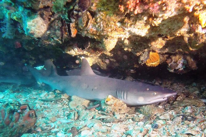 Try Scuba Diving at Padang Bai - Who should book this try-scuba day—and who should skip it