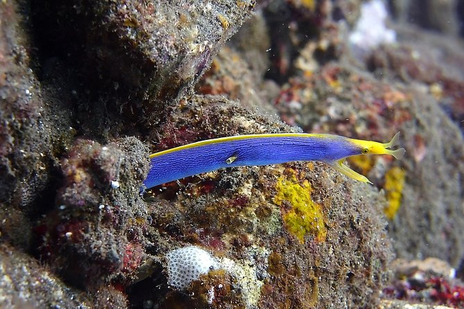 Try Scuba Diving at Tulamben Shipwreck - What’s actually included (and what you’ll pay for)
