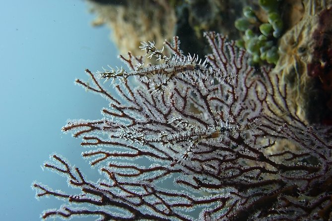 Try Scuba Diving at Tulamben Shipwreck - Safety basics: health checks and who should pause