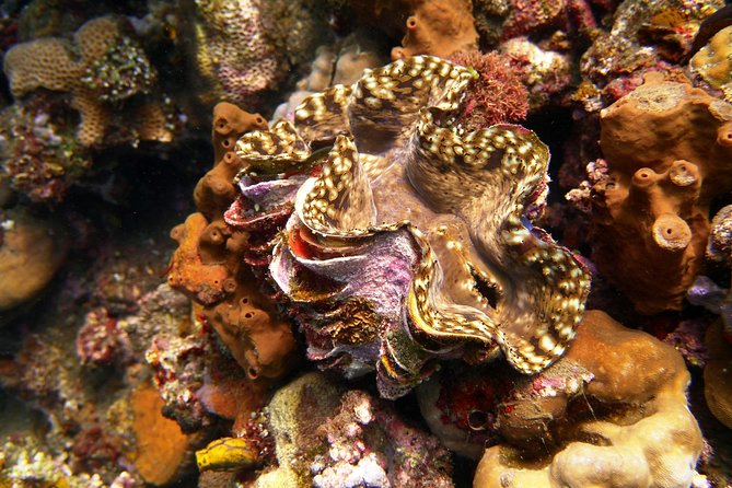 Try Scuba Diving at Tulamben Shipwreck - Price and value: why $104.90 can make sense here