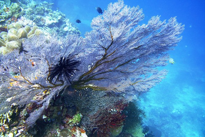 Try Scuba Diving at Tulamben Shipwreck - Who this Tulamben shore-wreck day is for