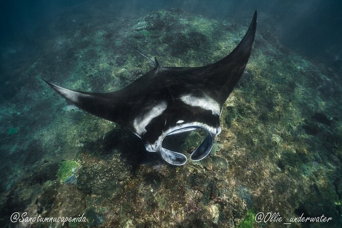Try Scuba Diving for Beginners with manta rays (Non - Certified) - The 8:00 pool session: learning neutral buoyancy without guesswork