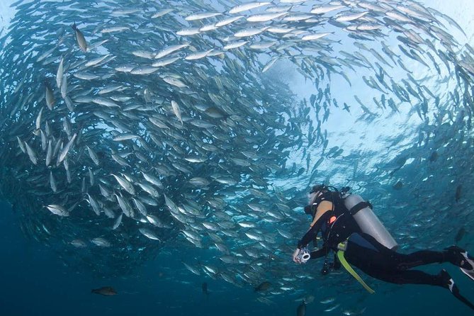 Tulamben Diving Tour Shipwreck USS Bali - Key things that make this Tulamben USS Liberty trip a strong pick