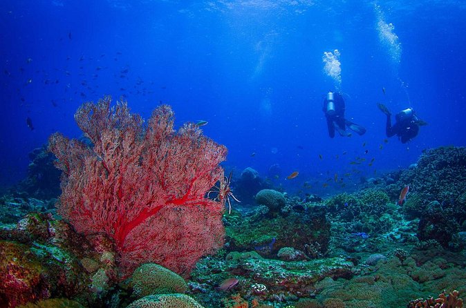 Two fun dives morning trip (Certified Divers only) - Who this trip fits best (and who should look elsewhere)