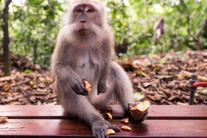Ubud 1 Day Tour (Private & All-Inclusive) - Key Highlights You’ll Care About
