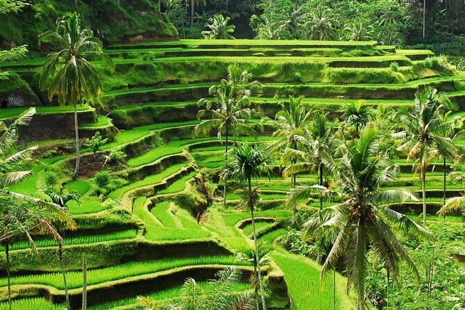 Ubud 1 Day Tour (Private & All-Inclusive) - Lunch at d’Alas Warung: Where the View Is Part of the Meal