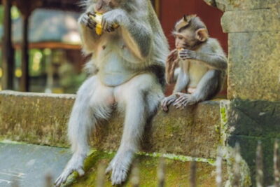 Ubud 1 Day Tour (Private & All-Inclusive) - Entering Tegenungan Waterfall: Photos, Spray, and Real-World Walking