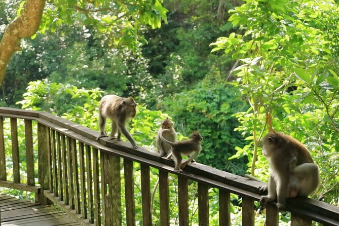 Ubud All-Inclusive Tour with Swing and Lunch - Ubud Jungle Swing: views with time to enjoy them