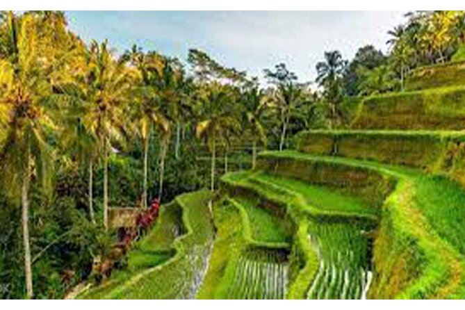 Ubud ATV Quad Bike, Monkey Forest and Rice Terrace - From Kuta pickup to Ubud back again: how the day moves