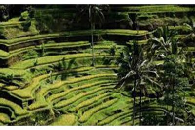 Ubud ATV Quad Bike, Monkey Forest and Rice Terrace - ATV Quad Bike ride: mud, jungle paths, and control for beginners