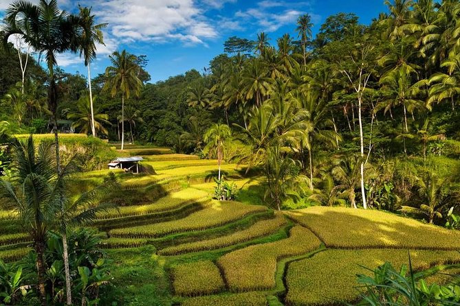 Ubud City Tour II: Monkey Forest, Palace, Art Market, and Rice Terrace - Ubud Traditional Art Market: Where Souvenirs Actually Get Real