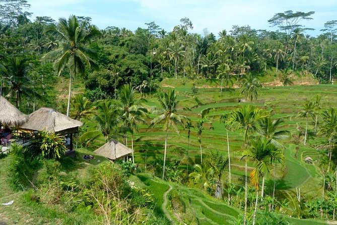Ubud Combine Mount Batur Kintamani Tour - Price and logistics: is $27 actually good value?
