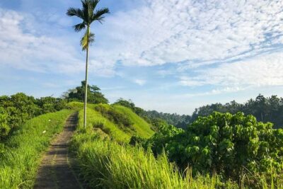 Ubud Countryside Tour: Campuhan Ridge Walk and Rice Terrace - How the Day Flows: Pickup, Timing, and a 9:00am Start