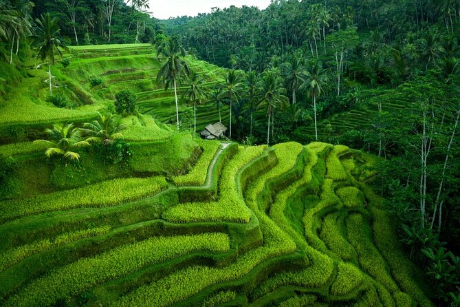 Ubud Countryside Tour: Campuhan Ridge Walk and Rice Terrace - Tirta Empul Temple: Sacred Water Springs and Good Manners
