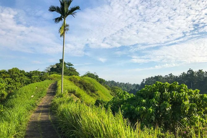 Ubud Countryside Tour: Campuhan Ridge Walk and Rice Terrace - How the Day Flows: Pickup, Timing, and a 9:00am Start