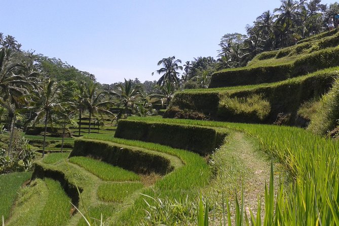 Ubud Cultural Day Tour: A Day for Balinese Cultural Experience - Tegalalang Rice Terraces: Your Best Photo Window of the Day