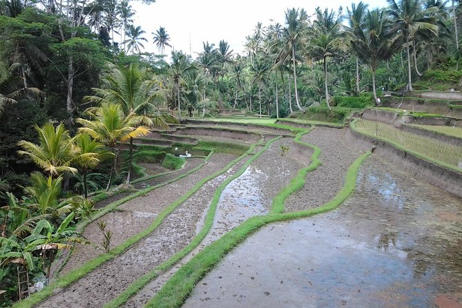 Ubud Customized Private Tour - Mount Batur in Kintamani: big views with a built-in break