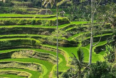 Ubud Day Tour : Waterfall, Temple and Local Night Market Tour - Tegalalang Rice Terrace: the views plus the farming story