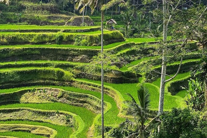 Ubud Day Tour : Waterfall, Temple and Local Night Market Tour - Tegalalang Rice Terrace: the views plus the farming story