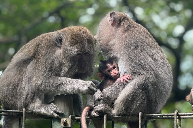 Ubud Day Tour with Private Car & Local Driver - Why a private Ubud day tour beats big group chaos