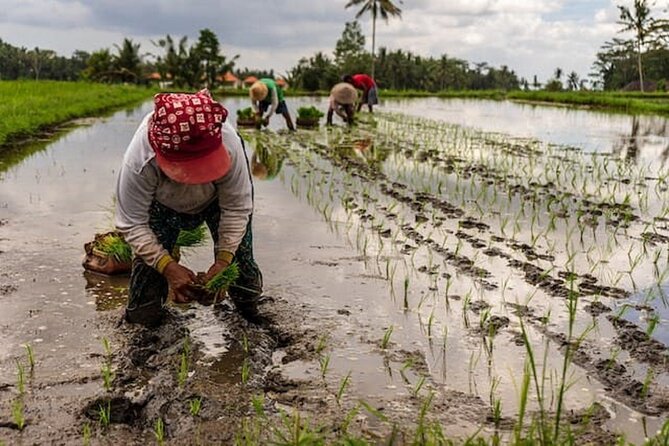 Ubud: Downhill Cycling with Volcano, Rice Terraces and Meal - FAQ