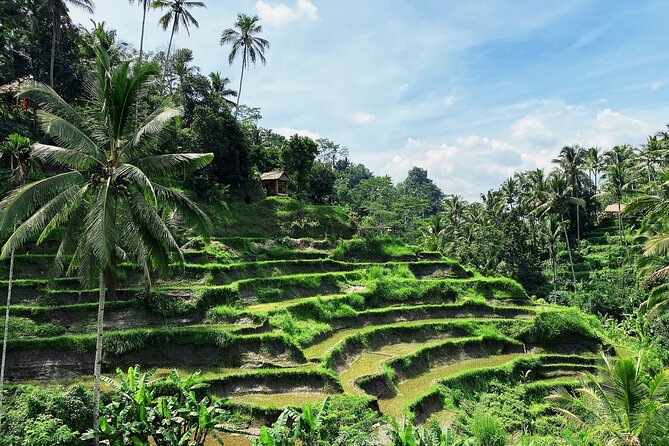 Ubud Experience | Full Day Private Tour in Ubud | FREE WIFI - Tirta Empul: holy spring water and ritual purification