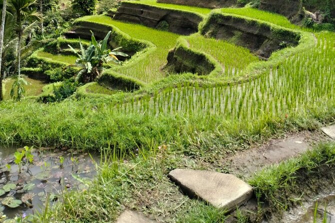 Ubud Explorer Private Day Tour - Stop Three: Sacred Monkey Forest Sanctuary and the Rules of Monkey Encounters