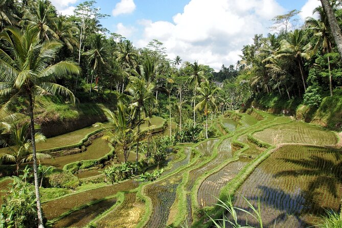 Ubud Explorer Private Day Tour - Stop Four: Tegalalang Rice Terrace Views (And How to Use Your Time)