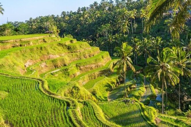 Ubud Full Day Tour Waterfall Monkey Forest Rice Terrace - Tirta Empul Temple: Water Rituals at the 10th-Century Vishnu Site