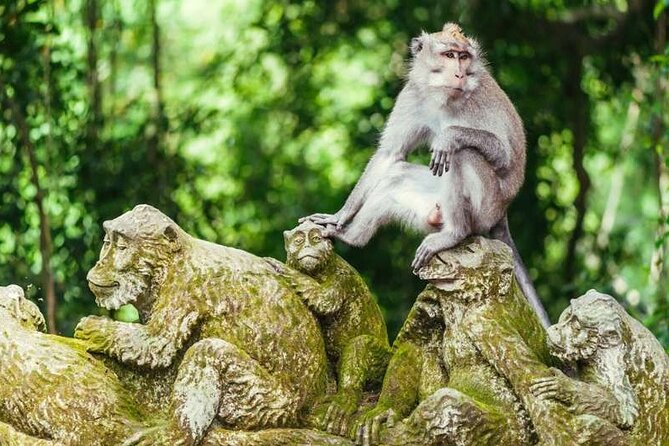 Ubud Full Day Tour Waterfall Monkey Forest Rice Terrace - English-Speaking Drivers: Why the People Part Matters