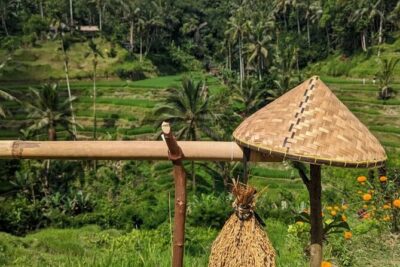 Ubud Half Day Zipline and Jungle Swing - Ulu Petanu Waterfall: Stunning Views With 90 Steps Down and Back