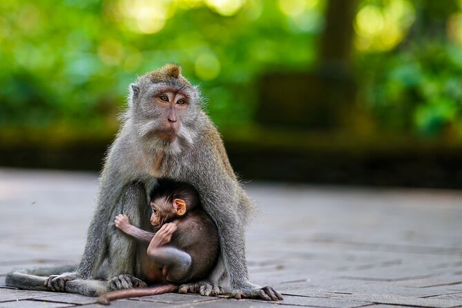 Ubud Highlight: Best of Ubud Private Day Tour with Local Guide - Sacred Monkey Forest Sanctuary: how to handle a thousand playful macaques