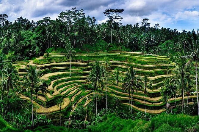 Ubud Highlight Private Charter with Jungle Swing - A private Ubud day with hotel pickup that saves your energy