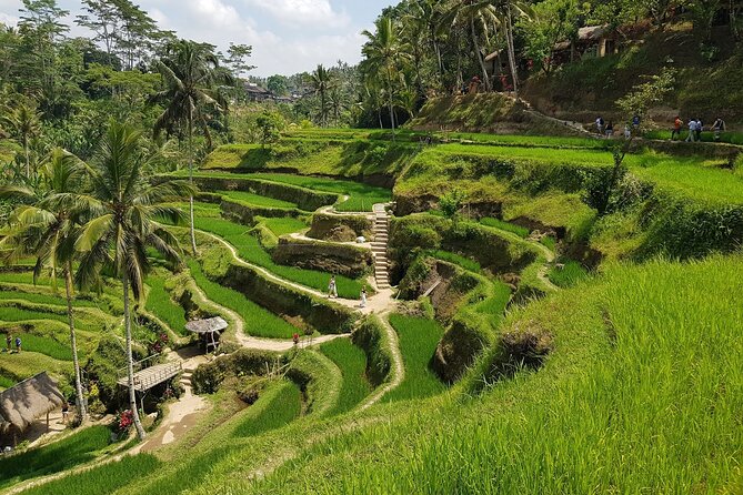 Ubud Highlights Rice Terraces, Temple, Waterfall & Monkeys forest - Tegalalang Rice Terraces: Swings, Viewpoints, and Why This Stop Works