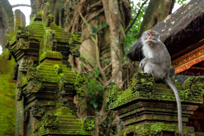 Ubud Highlights Rice Terraces, Temple, Waterfall & Monkeys forest - Who should book this tour, and who should skip it