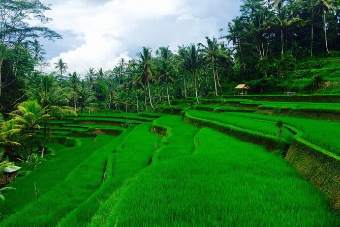 Ubud Highlights Tour ( Private All-Inclusive ) - Why this private Ubud plan works in 5 to 7 hours