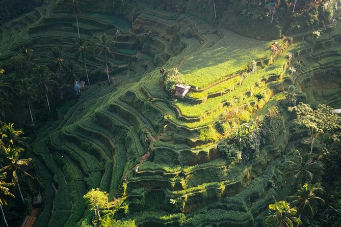 Ubud Iconic Full Day Tour Monkey Forest Rice Terraces Waterfalls - Tegallalang Rice Terraces: Iconic Views and a Photo-Friendly Hour