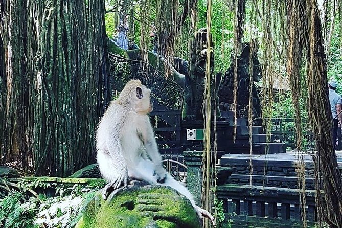 Ubud iconic waterfall and temple tours - Stop 1: Sacred Monkey Forest Sanctuary and Its Photo-Ready Nature