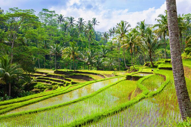 Ubud Jungle Adventure: Tirta Empul & Bali Swing - Ubud in One Day: Why This 8-Hour Mix Makes Sense