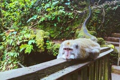 Ubud Jungle Adventure: Tirta Empul & Bali Swing - Sacred Monkey Forest: Seeing Ubud’s Temples Through the Monkeys