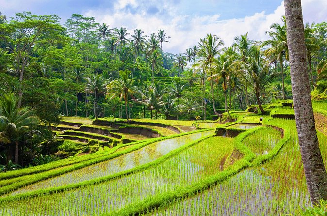 Ubud Jungle Adventure: Tirta Empul & Bali Swing - Tegalalang Rice Terraces: Iconic Layers, Fast Decisions