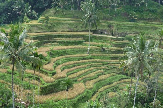 Ubud Kintamani Tour - Why the Ubud–Kintamani route makes sense for a single day