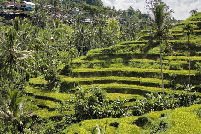 Ubud Monkey Forest, Rice Terrace & Tirta Empul Temple Tour - A Ubud “greatest hits” day that doesn’t feel totally rushed