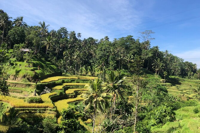 Ubud : Monkey Forest, Rice Terrace, Waterfall, Swing - Key things I’d pay attention to